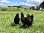 Jonge tamme Marans kippen hennetjes, gesekst en ingeënt, Dieren en Toebehoren, Pluimvee, Vrouwelijk, Kip