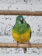 Roodrug parkiet man, Dieren en Toebehoren, Vogels | Parkieten en Papegaaien, Mannelijk, Parkiet, Geringd