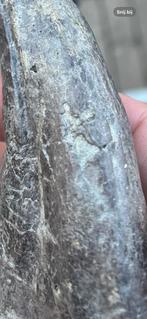 Handklauw dinosaurus klauw, Ophalen of Verzenden, Fossiel