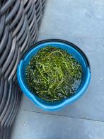Zuurstofplanten waterpest, Tuin en Terras, Vijver-toebehoren, Ophalen, Zo goed als nieuw, Overige typen