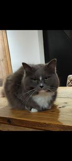 2 superlieve katten (ragdoll), Dieren en Toebehoren, Katten en Kittens | Raskatten | Langhaar, Poes