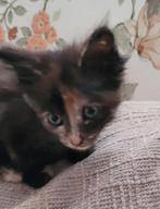 Kittens Maine Coon, Dieren en Toebehoren, Katten en Kittens | Overige Katten, Meerdere dieren