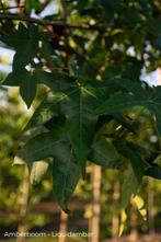Dakbomen leibomen en meer, Volle zon, Bloeit niet, Minder dan 100 cm, Overige soorten