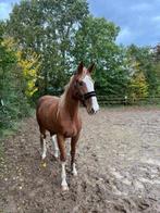 3 jarige Merrie, Dieren en Toebehoren, Paarden, Merrie, Springpaard, 175 cm of meer, Gechipt