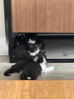 Kittens te koop