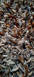 Multicolor wollen vloerkleed - Floorlook, Huis en Inrichting, 200 cm of meer, Ophalen of Verzenden, Zo goed als nieuw, Rechthoekig