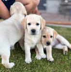 labrador pups/puppy's met stamboom, Dieren en Toebehoren, Honden | Retrievers, Spaniëls en Waterhonden, CDV (hondenziekte), 8 tot 15 weken