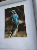 IJSVOGEL.  FRED J. HAZELHOFF, Ophalen of Verzenden, Sterren en Beroemdheden