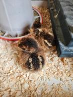 Barnevelder kuikens, Meerdere dieren, Kip