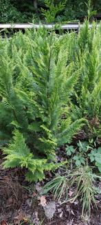 Thuja occidentalis 'Yvonne', Ophalen, Conifeer, 100 tot 250 cm