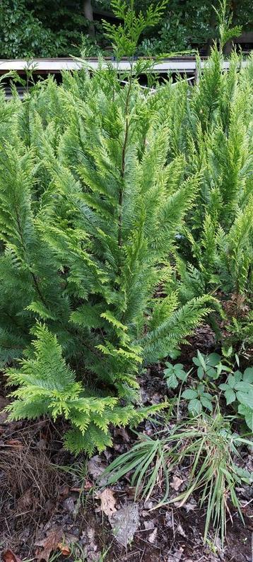 Thuja occidentalis 'Yvonne' beschikbaar voor biedingen
