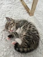 Britse korthaar bluepoint kittens, Dieren en Toebehoren, Poes, Ontwormd, 0 tot 2 jaar