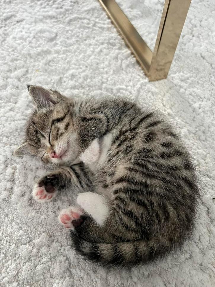 Britse korthaar bluepoint kittens, Dieren en Toebehoren, Katten en Kittens | Raskatten | Korthaar, Poes, 0 tot 2 jaar, Ontwormd