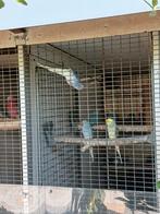 Halsbanden, Dieren en Toebehoren, Vogels | Parkieten en Papegaaien, Meerdere dieren, Parkiet, Geringd