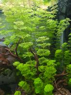 Snel groeiend zuurstofplant, Dieren en Toebehoren, Vissen | Aquaria en Toebehoren, Ophalen, Nieuw, Plant(en), Steen of Hout