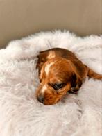 Gladhaar dwerg x ruwhaar kaninchen teckel pups, Dieren en Toebehoren, Parvo, 8 tot 15 weken, Korthaar, Dwerg