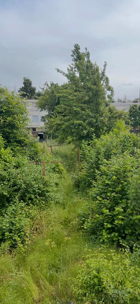 Gezocht! Geiten die mijn tuin kunnen begrazen, Dieren en Toebehoren, Schapen, Geiten en Varkens, Geit, Vrouwelijk