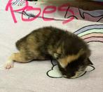 5 kitten ‘s geboren op 21-08-2025 te reserveren, Dieren en Toebehoren, Katten en Kittens | Overige Katten, Geslacht onbekend, Kortharig