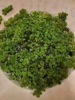 Drijfplantjes, Overige soorten