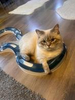 Leo, Kater, Ontwormd, 0 tot 2 jaar