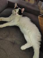 Kat incl chip 5 maanden oud x raskat, Dieren en Toebehoren, Katten en Kittens | Overige Katten, Kater