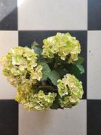 Kunst hortensia, Huis en Inrichting, Ophalen of Verzenden, Zo goed als nieuw