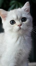 Silver Shaded Britse korthaar katertje, Dieren en Toebehoren, Katten en Kittens | Raskatten | Korthaar, Kater