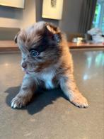 Unieke kleine Wolfspitz-mix pups zoeken een liefdevol thuis, CDV (hondenziekte), 8 tot 15 weken, Meerdere, Meerdere dieren