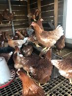 Jonge bruine leghennen 21 week, Dieren en Toebehoren, Pluimvee, Vrouwelijk, Kip