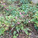 Japanse Anemoon - Prachtige Herfstbloeier!, Ophalen, Vaste plant, Overige soorten, Halfschaduw