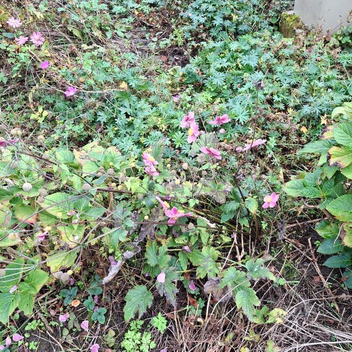 Japanse Anemoon - Prachtige Herfstbloeier!, Tuin en Terras, Planten | Tuinplanten, Vaste plant, Overige soorten, Halfschaduw, Ophalen