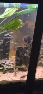 2x diamant goerami, Dieren en Toebehoren, Vissen | Aquariumvissen, Vis