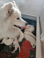 Samojeed pups, 8 tot 15 weken, Meerdere, Meerdere dieren, Nederland
