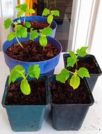 Komkommerplanten te koop, Tuin en Terras, Planten | Tuinplanten, Ophalen, Groenteplanten, Eenjarig, Volledige schaduw