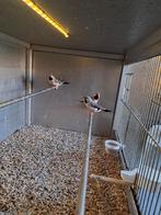 Spitsstaart amadine +diverse andere soorten, Dieren en Toebehoren, Meerdere dieren, Tropenvogel