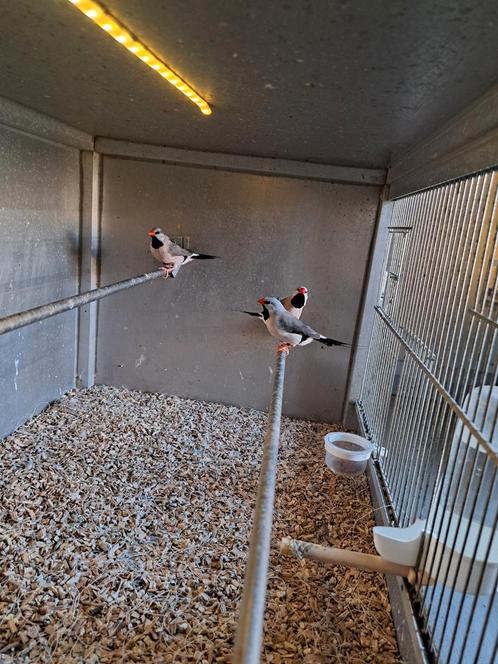 Spitsstaart amadine +diverse andere soorten, Dieren en Toebehoren, Vogels | Overige Vogels, Tropenvogel, Meerdere dieren