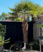 Zeer mooie palmboom - Trachycarpus fortunei - 3,5 meter, Tuin en Terras, Planten | Tuinplanten, Volle zon, Vaste plant, Bloeit niet