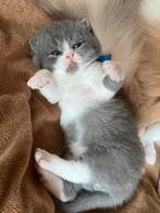 Prachtige britse korthaar kittens incl stamboom, Dieren en Toebehoren, Katten en Kittens | Raskatten | Langhaar, Meerdere dieren
