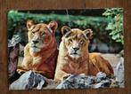 Vintage ansichtkaart leeuwen, Verzamelen, Ansichtkaarten | Dieren, Wild dier, Gelopen, 1960 tot 1980, Ophalen of Verzenden