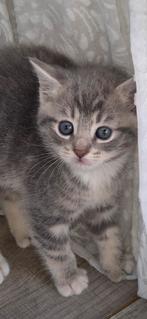 Prachtige grijze kittens