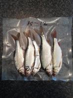 aasvissen, Watersport en Boten, Hengelsport | Roofvissen, Ophalen of Verzenden, Nieuw, Overige typen