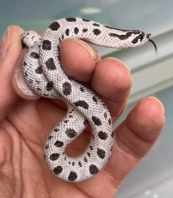 0.1 heterodon nasicus SUPERARCTIC CONDA HET ALBINO