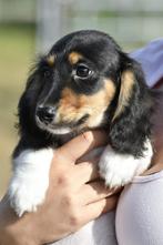 langharige piebald en black and creme teckel pups, Dieren en Toebehoren, Honden | Teckels en Dashonden, CDV (hondenziekte), 8 tot 15 weken
