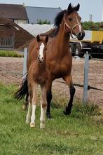 Schitterend koppel te koop, Dieren en Toebehoren, Pony's, Merrie, Gechipt, Zadelmak, 11 jaar of ouder