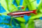 Nannostomus Beckfordi Red - Rode Potloodvis, Dieren en Toebehoren, Vissen | Aquariumvissen, Zoetwatervis, Vis
