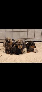 Mooie dwerg teckel puppy's, Dieren en Toebehoren, Honden | Teckels en Dashonden, 8 tot 15 weken, Korthaar, Dwerg, Meerdere
