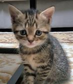 Speelse kittens – Russian Blue x cyperskat, Dieren en Toebehoren, Katten en Kittens | Overige Katten, Geslacht onbekend, Kortharig