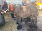trekpaard veulen, Dieren en Toebehoren, Paarden, Met stamboom, Merrie, 0 tot 2 jaar