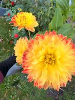 Procyon Dahlia knol, Tuin en Terras, Bloembollen en Zaden, Ophalen of Verzenden, Volle zon, Knol
