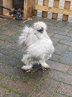 Zijdehoen, Dieren en Toebehoren, Ophalen, Nieuw, Overige typen